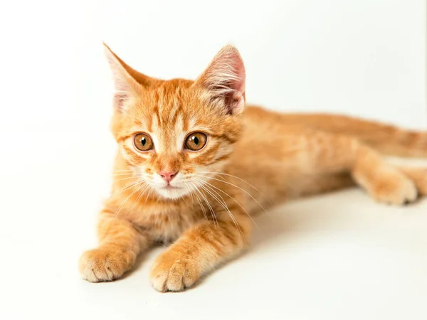 Beyaz Arka Planda Sevimli Kırmızı Kedi Yavrusu Neşeli Komik Evcil — Stok fotoğraf