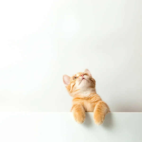 Cute Red Kitten White Background Playful Funny Pet Copy Space — Stock Photo, Image