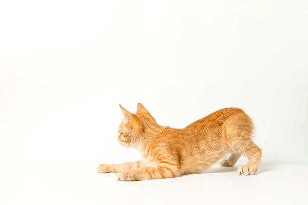 Nettes Rotes Kätzchen Auf Weißem Hintergrund Verspieltes Und Lustiges Haustier — Stockfoto