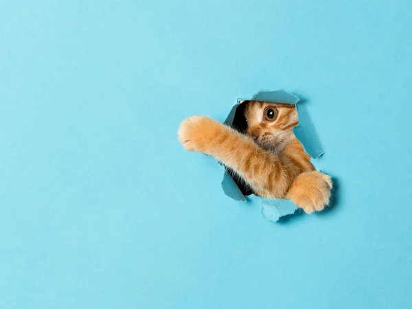 Sevimli kırmızı bir kedi yavrusu kağıttaki delikten dışarı bakıyor. Oyuncu ve komik hayvan, reklam için boş, poster, satış, veterinerlik kliniği.