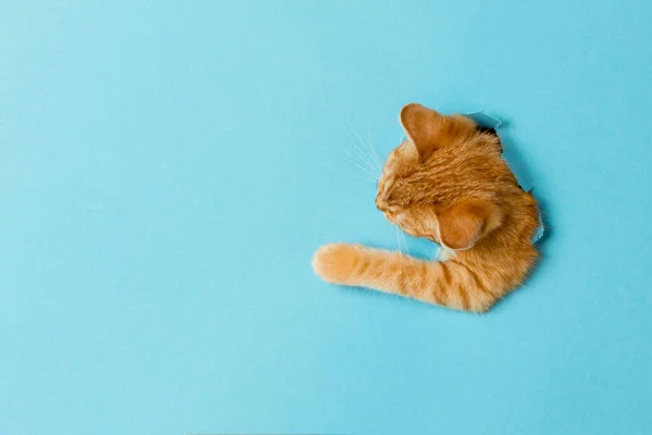 Sevimli kırmızı bir kedi yavrusu kağıttaki delikten dışarı bakıyor. Oyuncu ve komik hayvan, reklam için boş, poster, satış, veterinerlik kliniği.