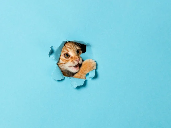 Sevimli kırmızı bir kedi yavrusu kağıttaki delikten dışarı bakıyor. Oyuncu ve komik hayvan, reklam için boş, poster, satış, veterinerlik kliniği.