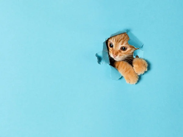 Sevimli kırmızı bir kedi yavrusu kağıttaki delikten dışarı bakıyor. Oyuncu ve komik hayvan, reklam için boş, poster, satış, veterinerlik kliniği.