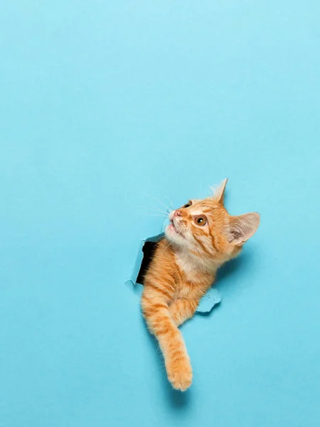 Sevimli kırmızı bir kedi yavrusu kağıttaki delikten dışarı bakıyor. Oyuncu ve komik hayvan, reklam için boş, poster, satış, veterinerlik kliniği.