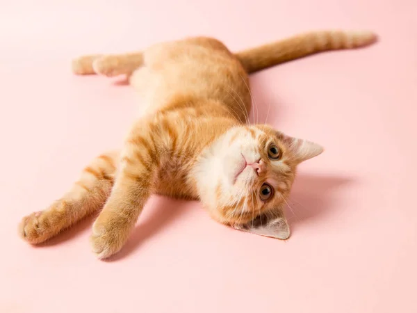Ein Süßes Rotes Kätzchen Auf Rosa Hintergrund Verspieltes Und Lustiges — Stockfoto