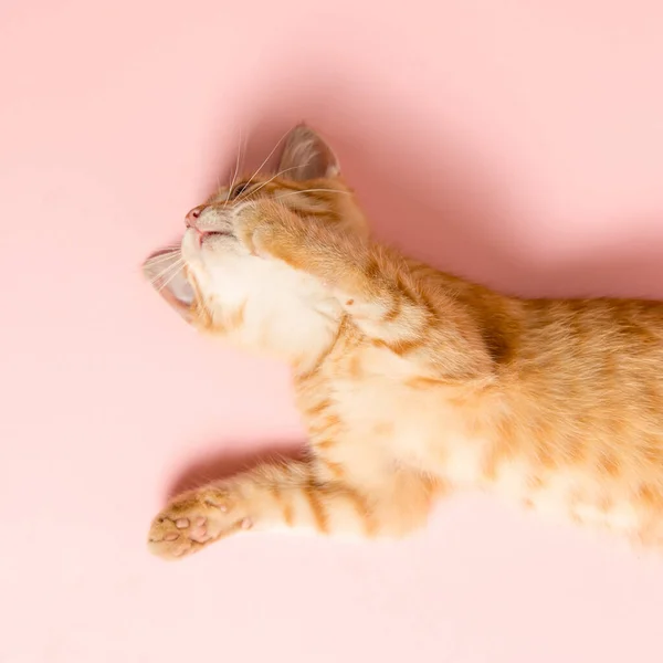 Ein Süßes Rotes Kätzchen Auf Rosa Hintergrund Verspieltes Und Lustiges — Stockfoto