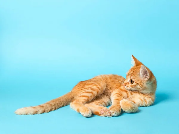 Lindo Gatito Rojo Sobre Fondo Azul Mascota Juguetona Divertida Copiar Imagen De Stock