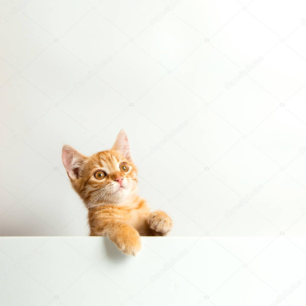 Cute red kitten on white background. Playful and funny pet. Copy space.