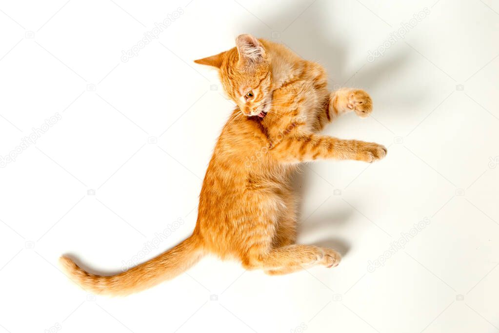 Cute red kitten on a white background. Playful and funny pet.