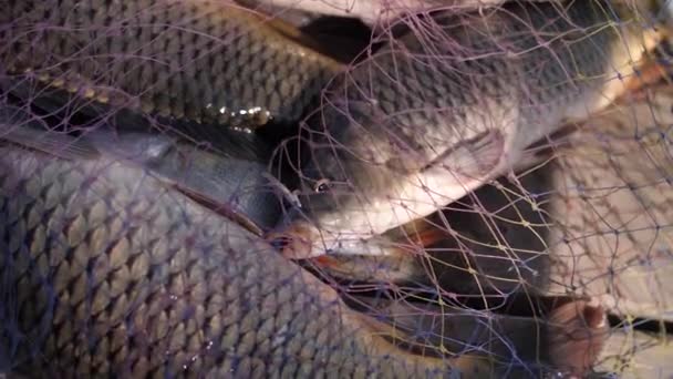 Fish caught in a net — Stock Footage Fish Caught Net Royalty Free Stock Video