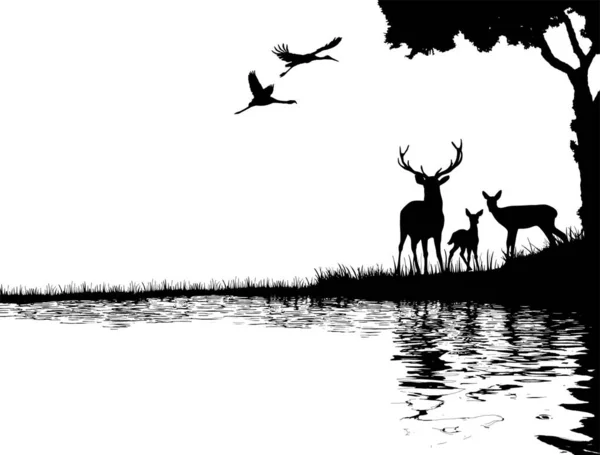 森林中一头鹿的轮廓 免版税图库照片