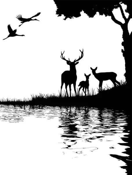 森林中一头鹿的轮廓 免版税图库图片