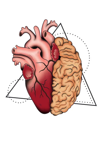用几何图形清洁大脑和心脏 图库照片