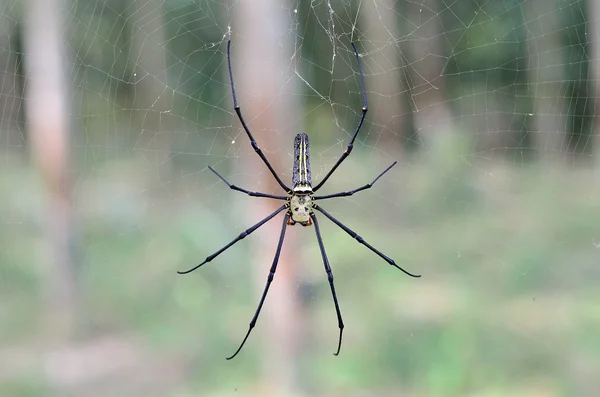 Gyllene siden Orb vävning spindel väntar på hennes web. — Stockfoto