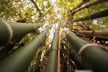 Bambu yeşil orman arka plan