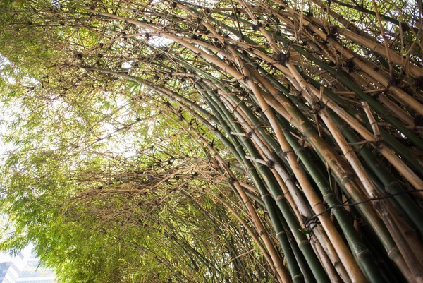 Bamboo green forest background — Stock Photo, Image