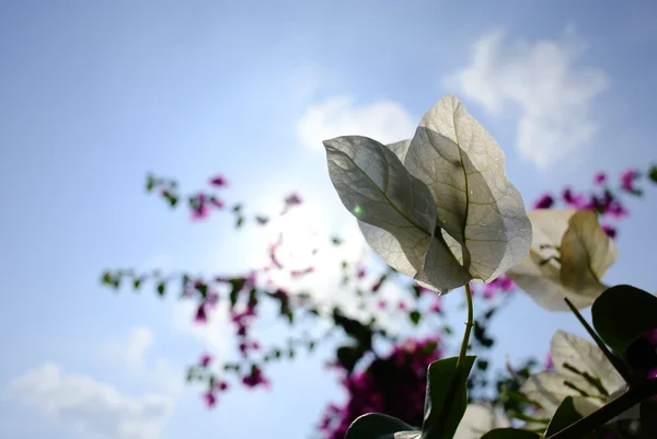 White Bougainvillea flowers in a garden with sun shining. — Stock Photo, Image