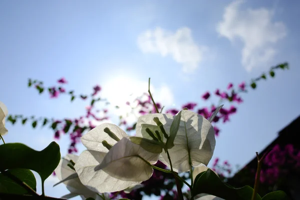 White Bougainvillea flowers in a garden with sun shining. — Stock Photo, Image