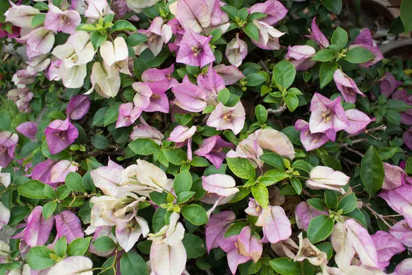 Güzel pembe Begonviller çiçekler