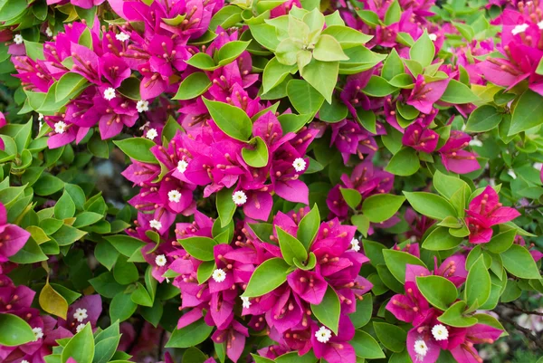 Beautiful magenta bougainvillea flowers — Stock Photo, Image