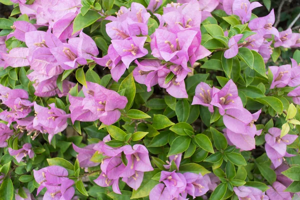 Beautiful magenta bougainvillea flowers — Stock Photo, Image