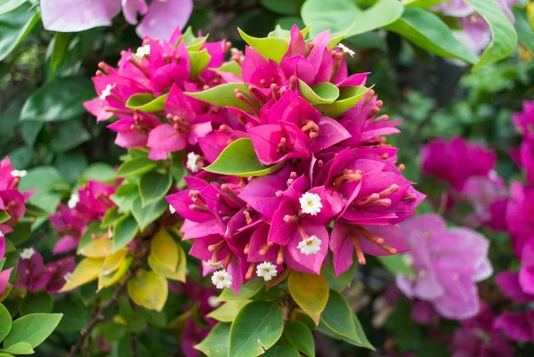 Beautiful magenta bougainvillea flowers — Stock Photo, Image