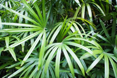 yeşil ağaçlar arka plan