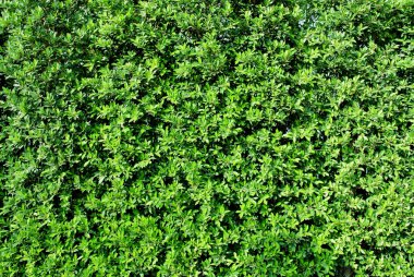 yeşil ağaçlar arka plan