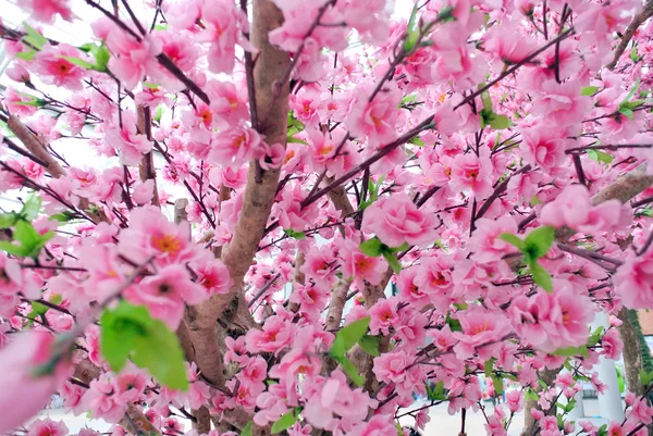 Sakura bloem — Stockfoto