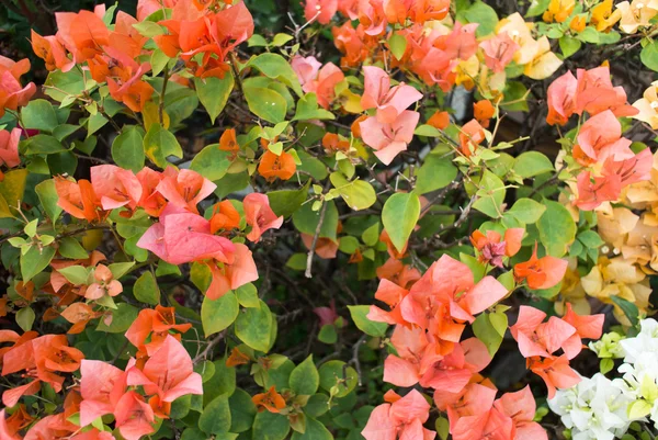 Beautiful magenta bougainvillea flowers — Stock Photo, Image