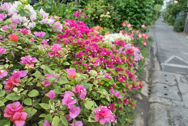 Mooie magenta bougainvillea bloemen — Stockfoto