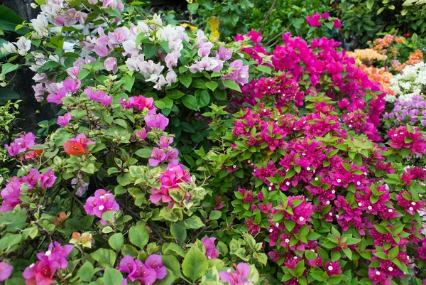 Bela magenta flores bougainvillea — Fotografia de Stock