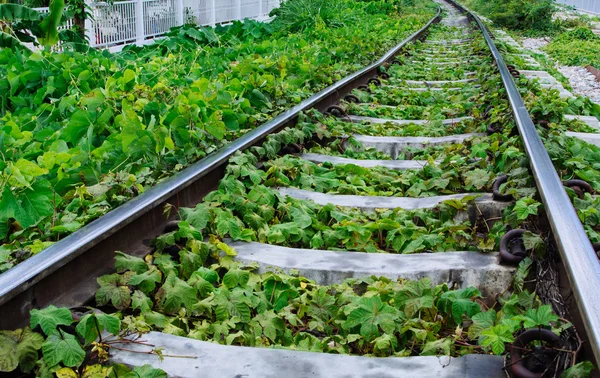 Yeşil bitkiler tarafından demiryolu parça