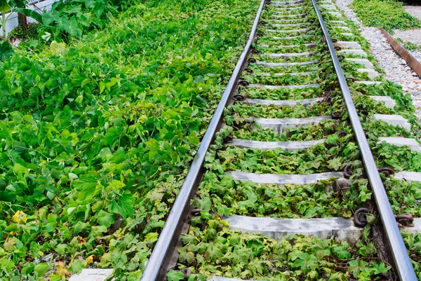 鉄道線路によって成長して緑の植物 ストックフォト