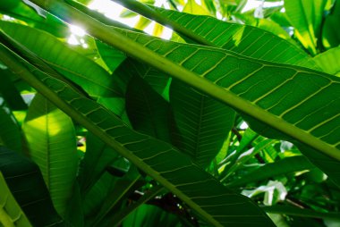 Yeşil yaprakları arkadan aydınlatmalı olan doğa arka plan