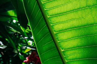 Yeşil yaprakları arkadan aydınlatmalı olan doğa arka plan