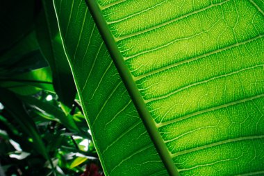 Yeşil yaprakları arkadan aydınlatmalı olan doğa arka plan