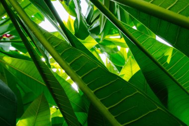 Yeşil yaprakları arkadan aydınlatmalı olan doğa arka plan