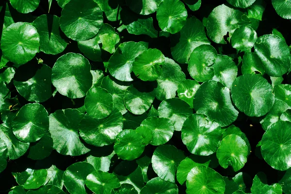 Su Pennywort, Centella asistica arka plan