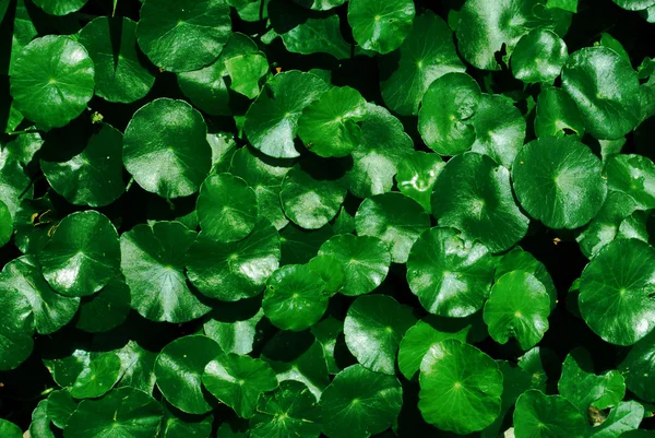 Su Pennywort, Centella asistica arka plan