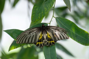 güzel kelebek monarch