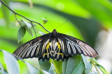 güzel kelebek monarch