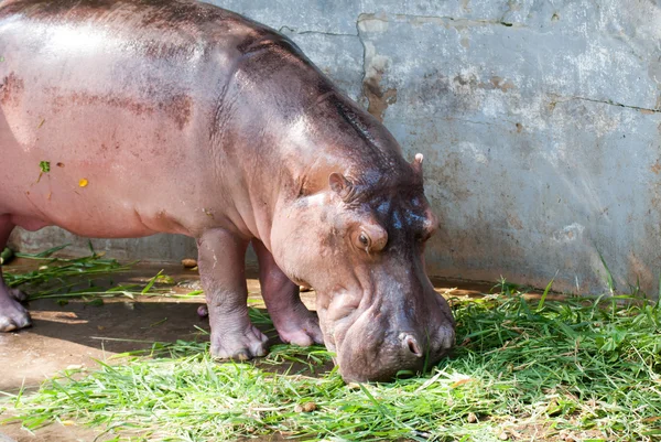 Hippo está comendo grama — Fotografia de Stock