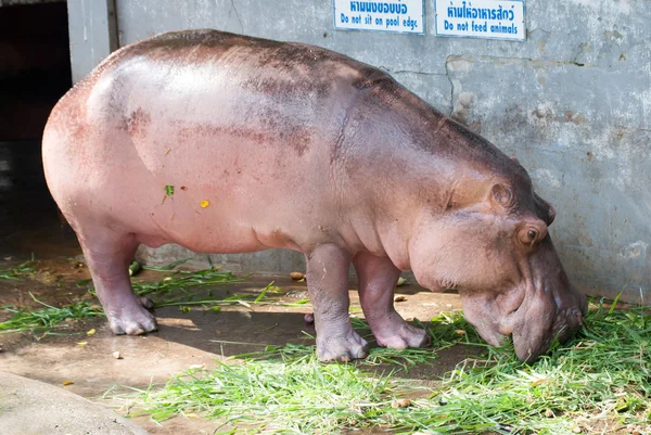 Hippo mange de l'herbe — Photo