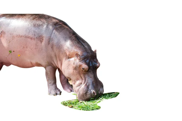 Jovem hipopótamo está comendo grama — Fotografia de Stock