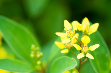 sarı çiçek portre