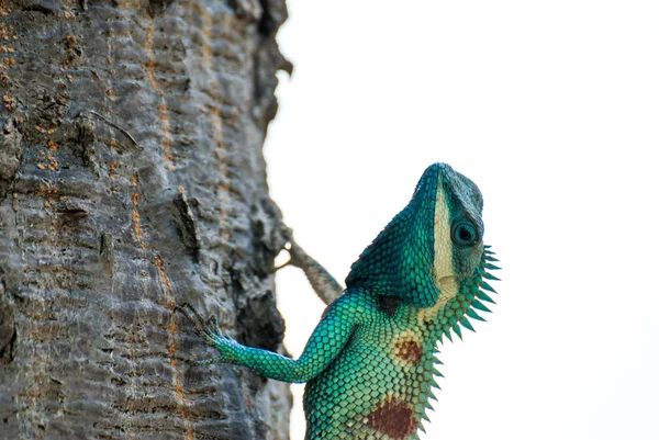 Chameleon na stromě — Stock fotografie