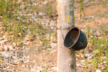 lateks kauçuk ağacı üzerinden dokunarak. Phuket, Tayland