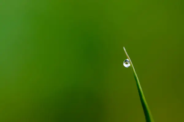 Gota de agua sobre hierba —  Fotos de Stock