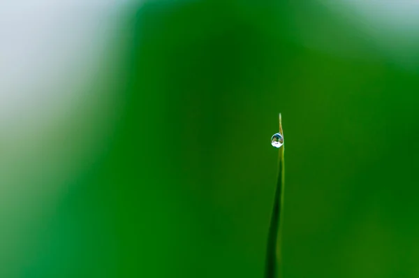 Gota de agua sobre hierba —  Fotos de Stock